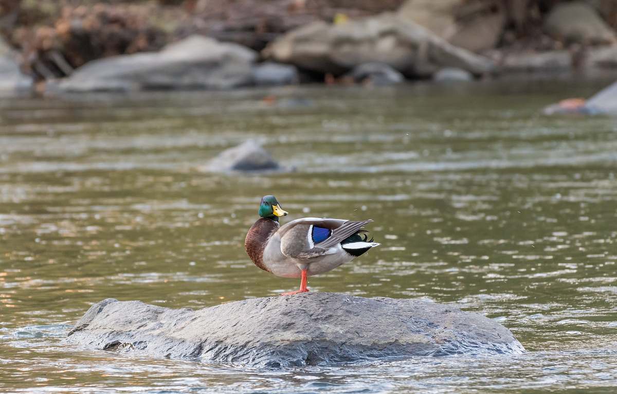 bird selective focus photography of brown and gray duck on rock at body of water waterfowl