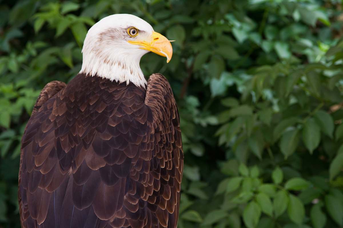 bird selective focus photography of brown and white eagle beside plants eagle