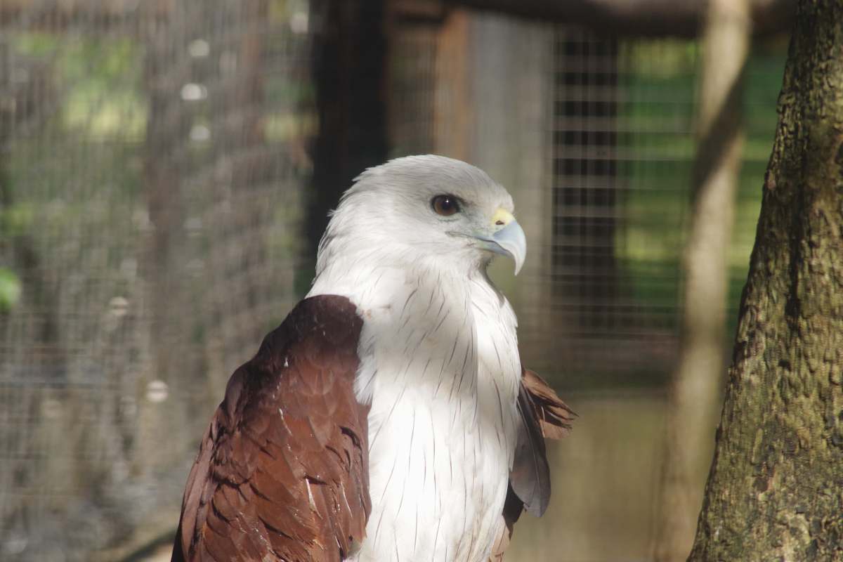 bird selective focus photography of brown and white eagle eagle