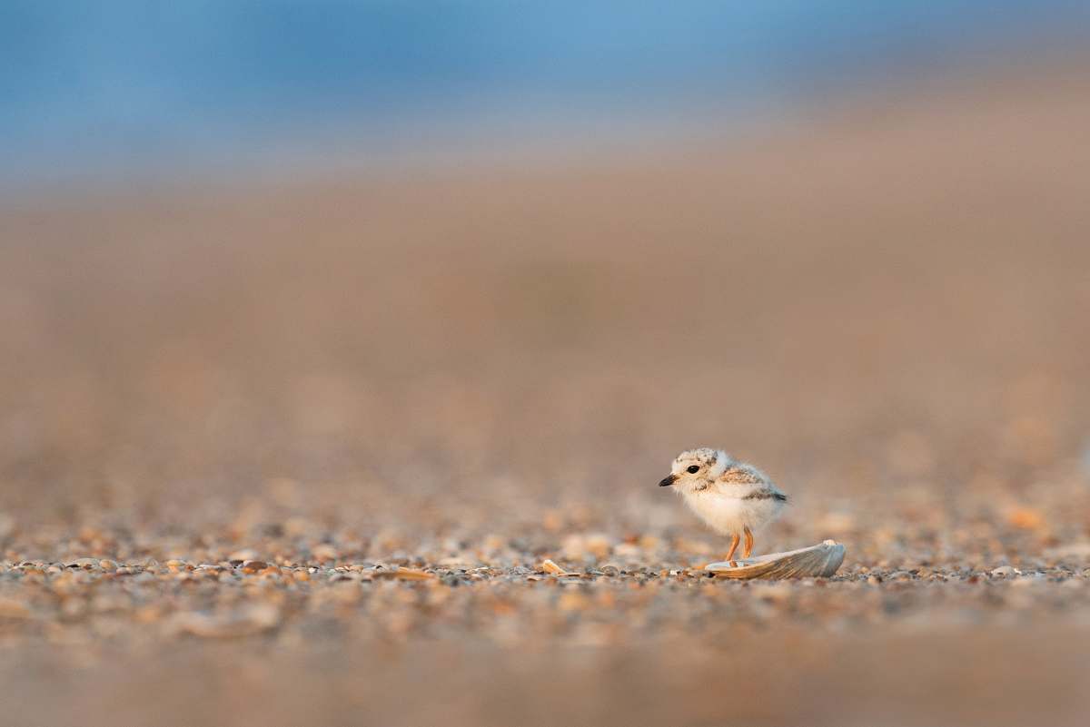 bird selective focus photography of brown bird sandy hook