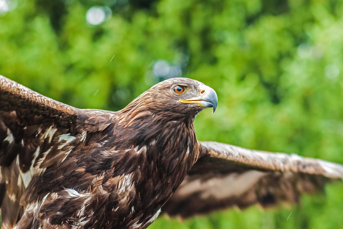 bird selective focus photography of brown bird spreading its wings eagle