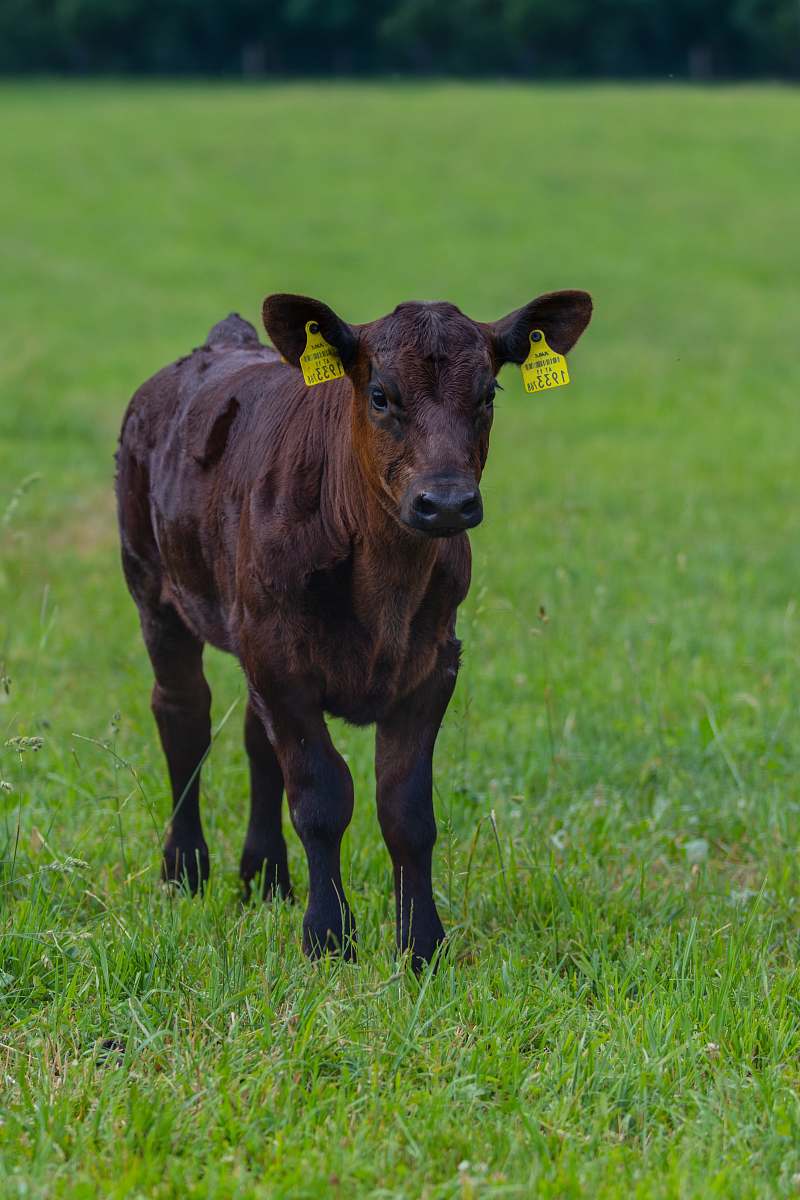 cattle selective focus photography of brown calf on green grass during daytime cow