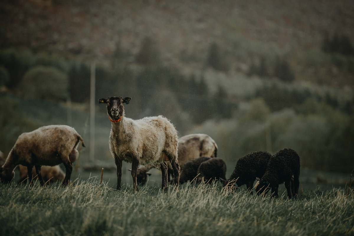 mammal selective focus photography of brown goats sheep