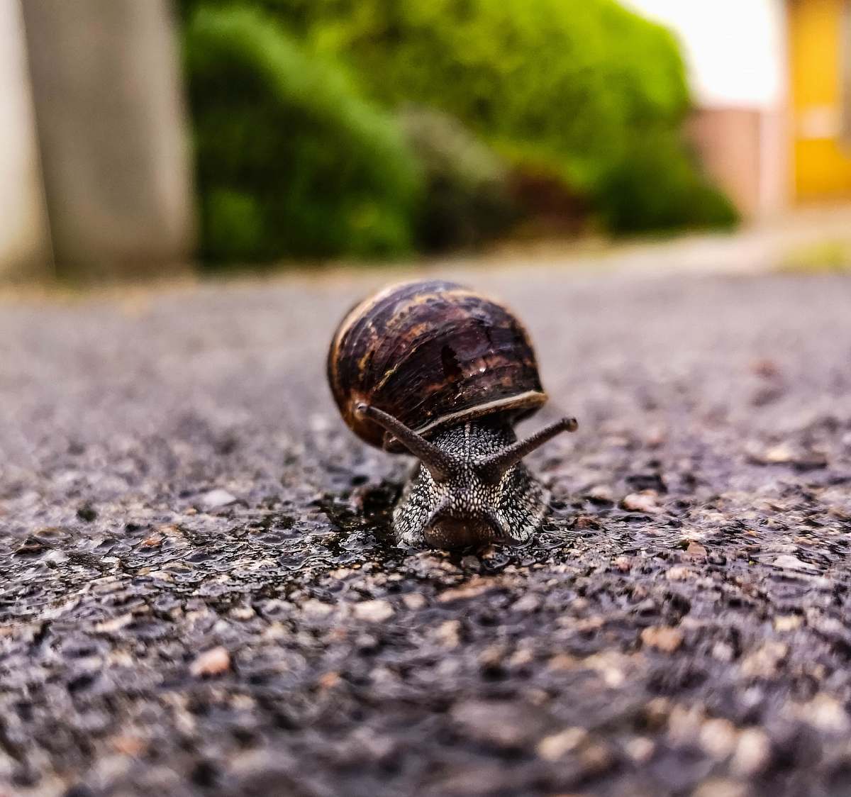 insect selective focus photography of brown snail invertebrate