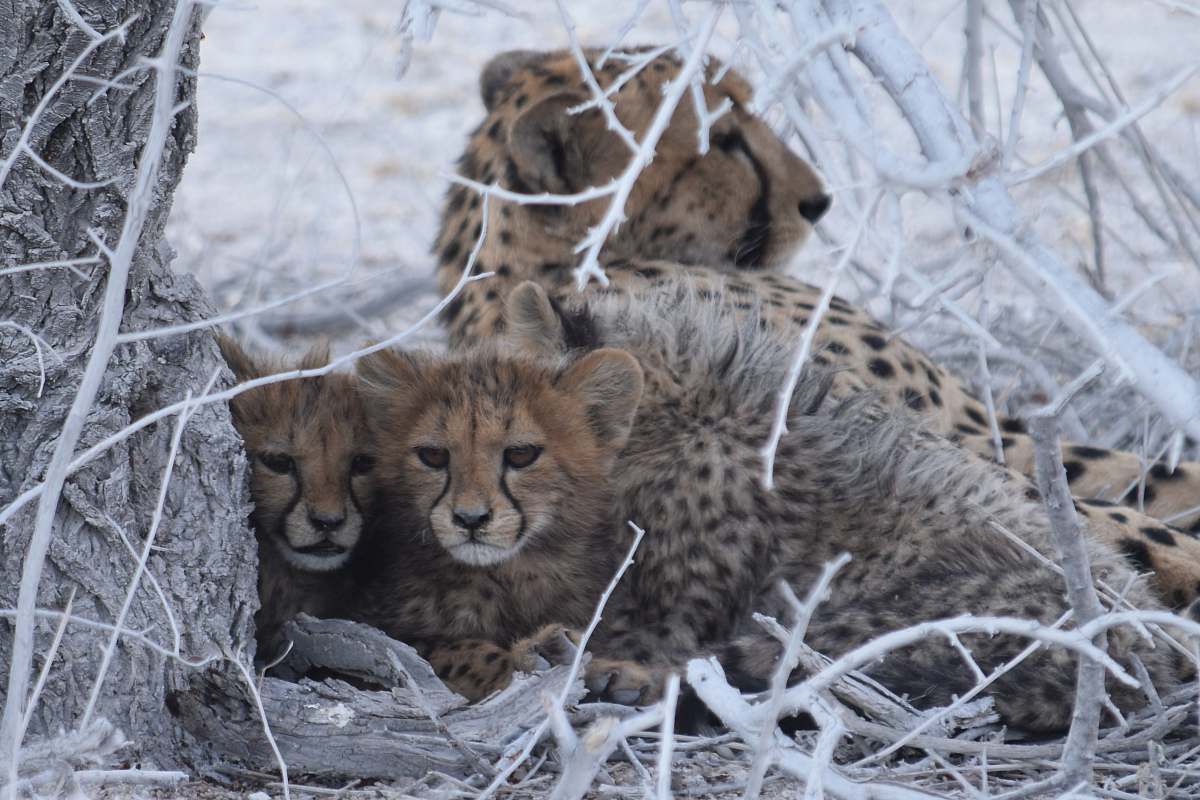 mammal selective focus photography of cheetah lying beside cubs under tree cheetah