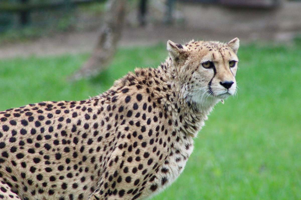 Mammal Selective Focus Photography Of Cheetah Wildlife Image Free Photo