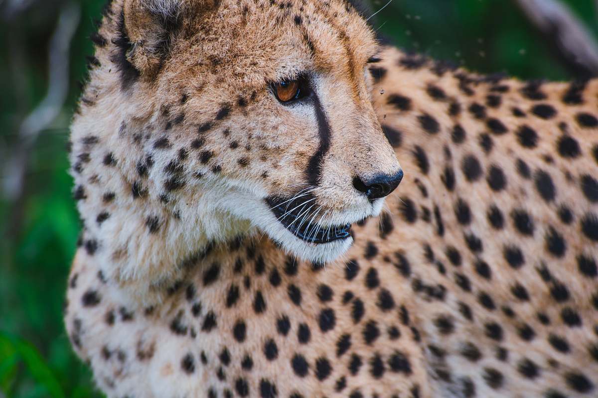 wildlife selective focus photography of Cheetah leopard