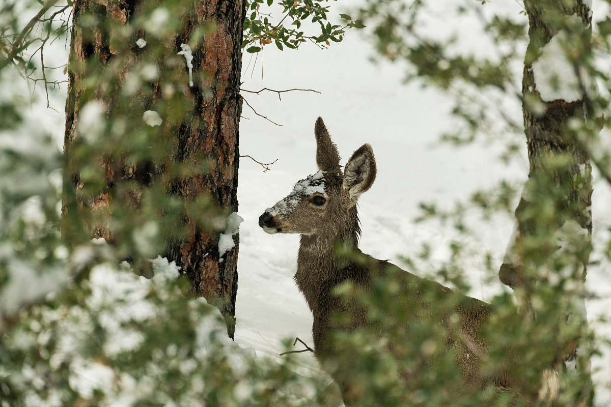 mammal selective focus photography of deer on snowfield kangaroo