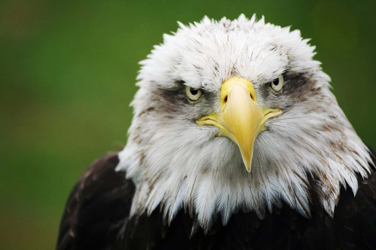 bird selective focus photography of eagle eagle