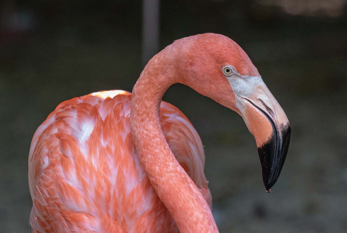 bird selective-focus photography of flamingo flamingo