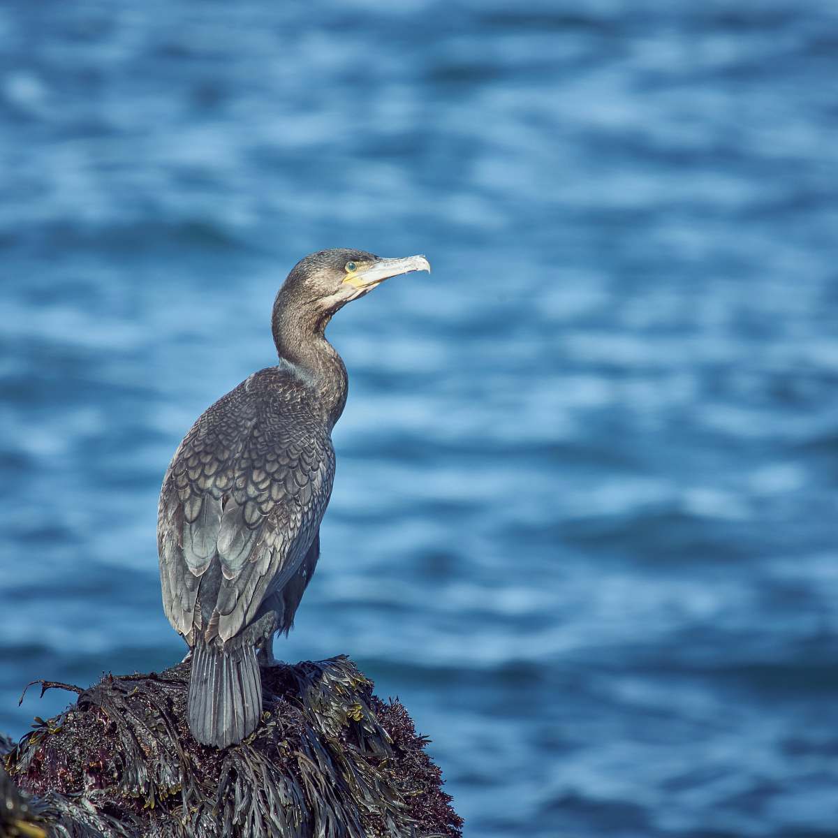 waterfowl selective focus photography of gray bird beside shore during daytime iceland