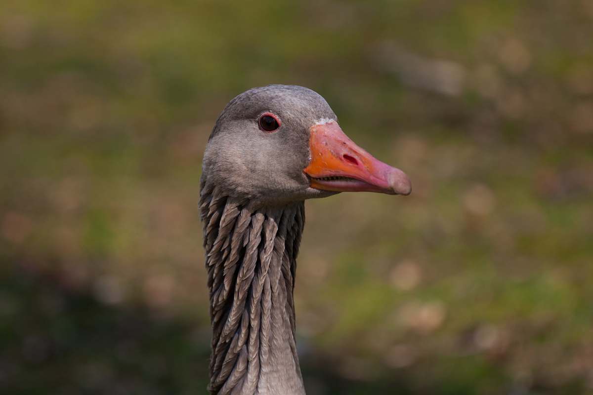 bird selective focus photography of gray duck goose