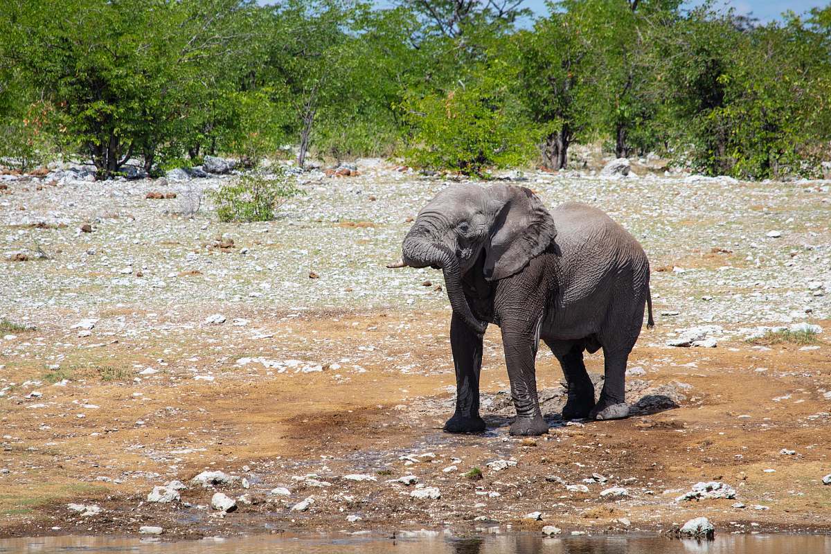 mammal selective focus photography of gray elephant elephant