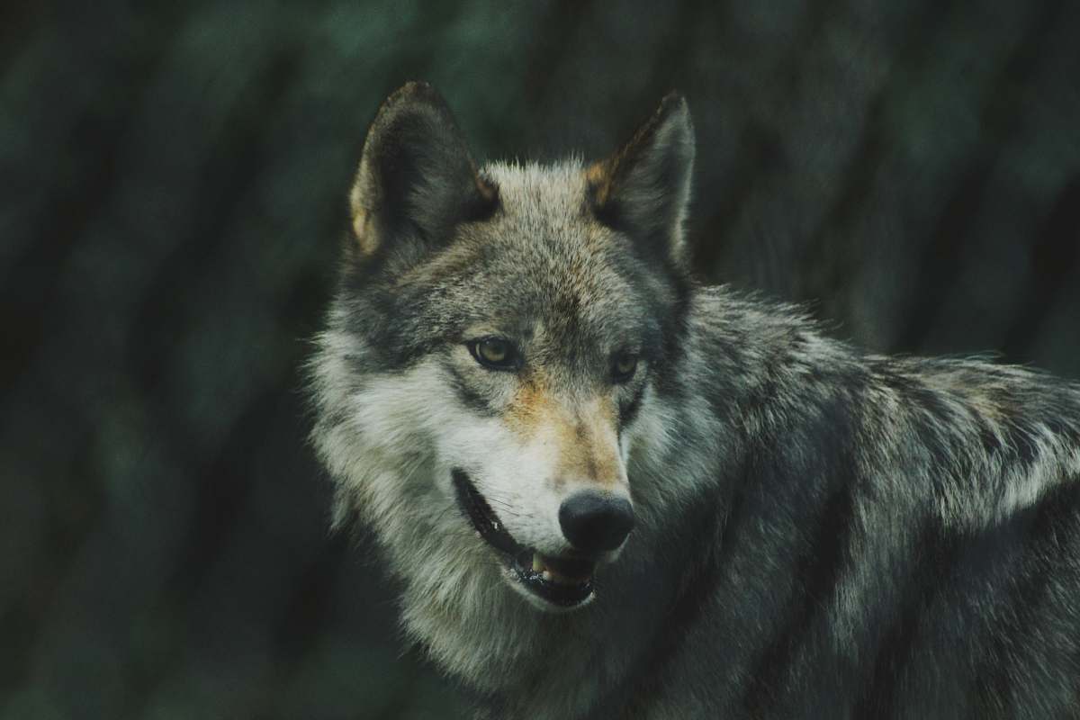 wolf selective focus photography of gray wolf canine