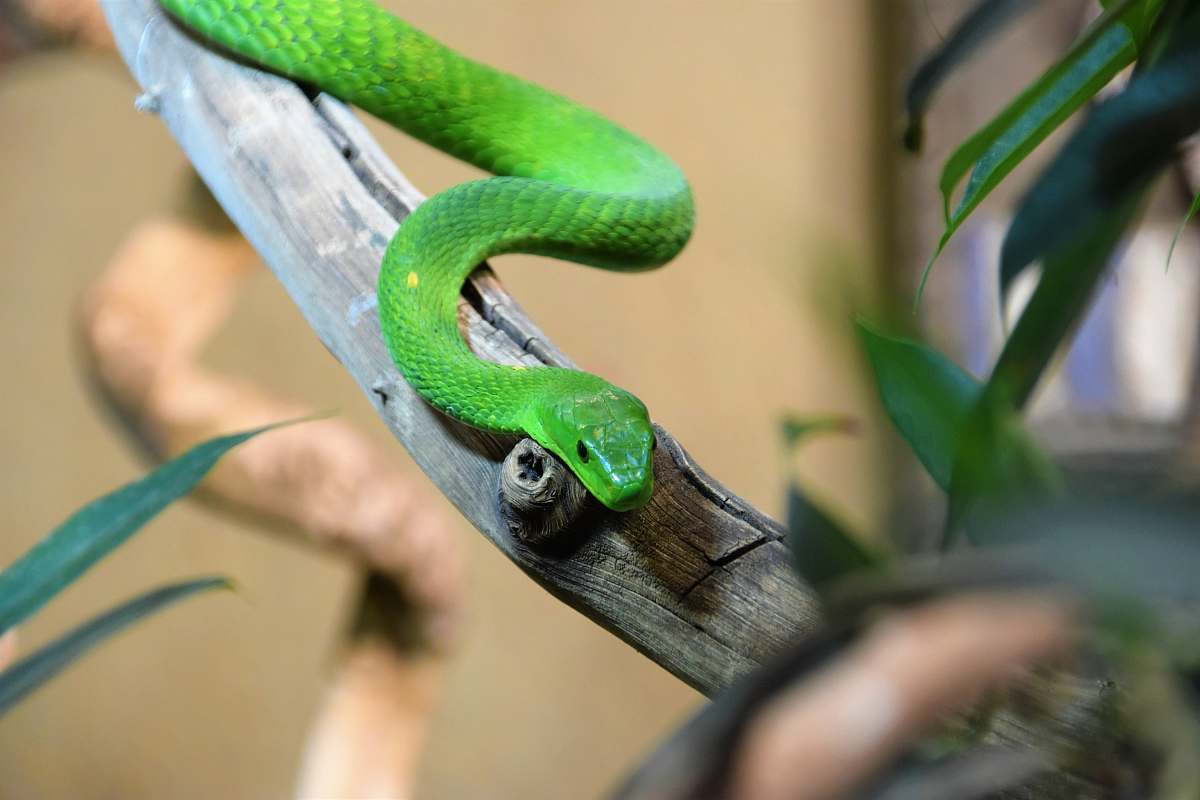 reptile selective focus photography of green snake on twig snake