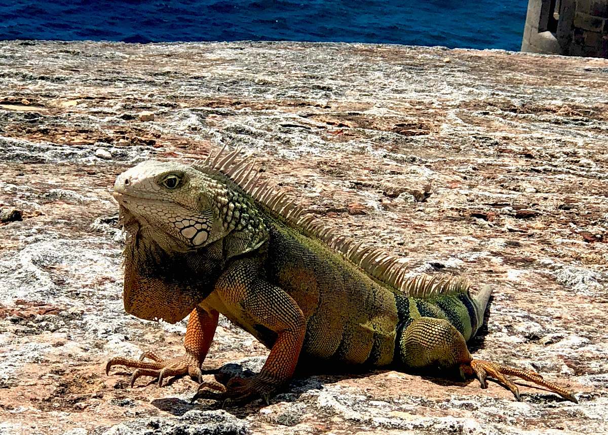 reptile selective-focus photography of iguana lizard