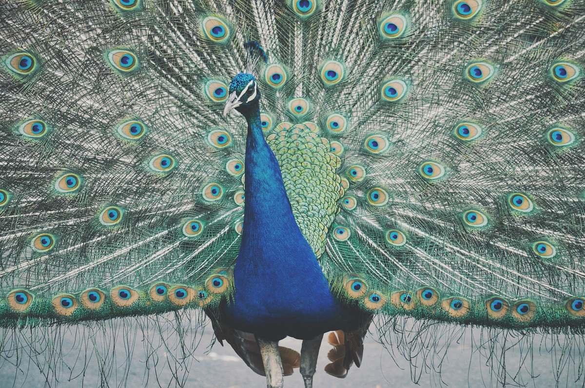 bird selective focus photography of Indian peafowl peacock