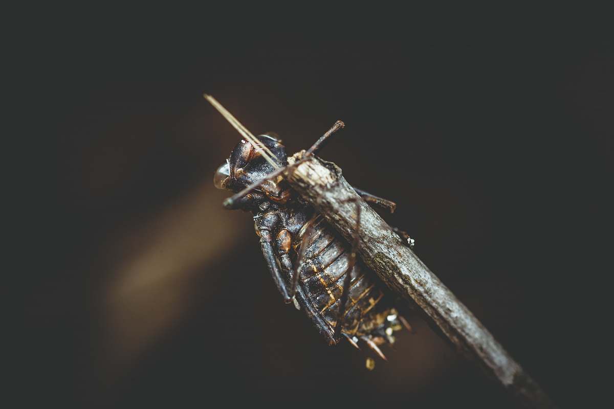 insect selective focus photography of insect on twig invertebrate