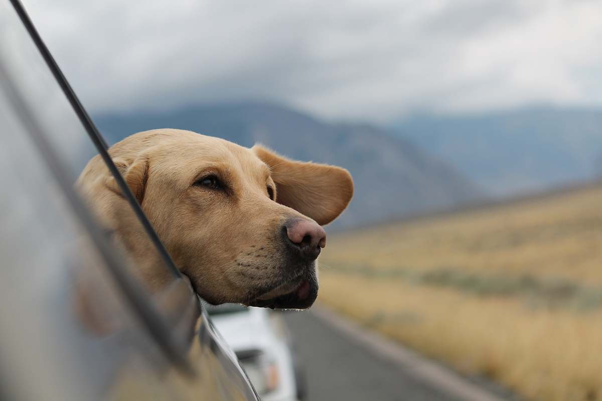 pet selective focus photography of Labrador in vehicle dog