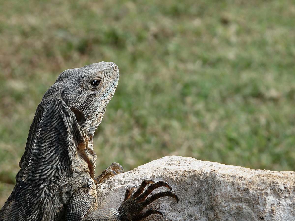 lizard selective focus photography of og gray and black iguana reptile