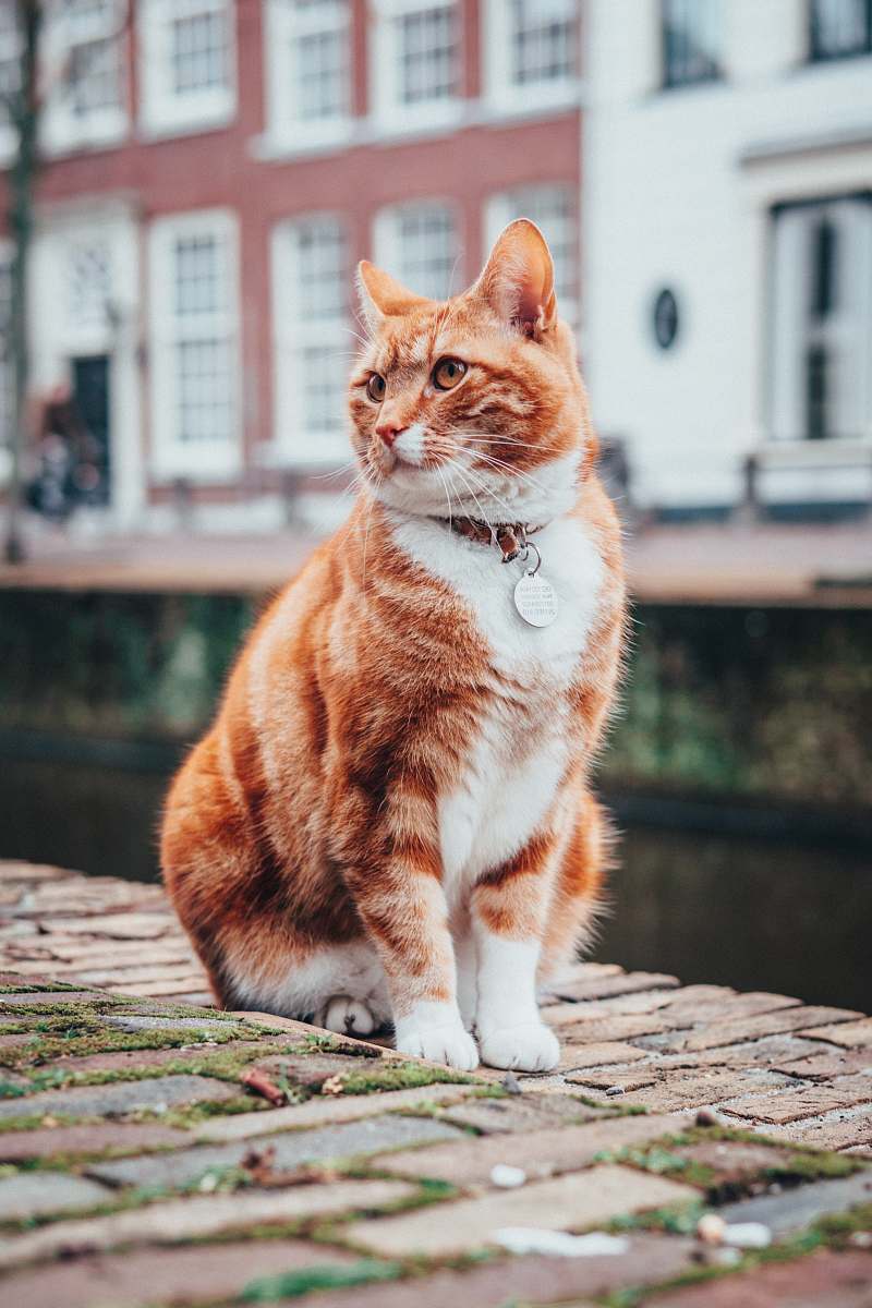 pet selective focus photography of orange and white tabby cat cat