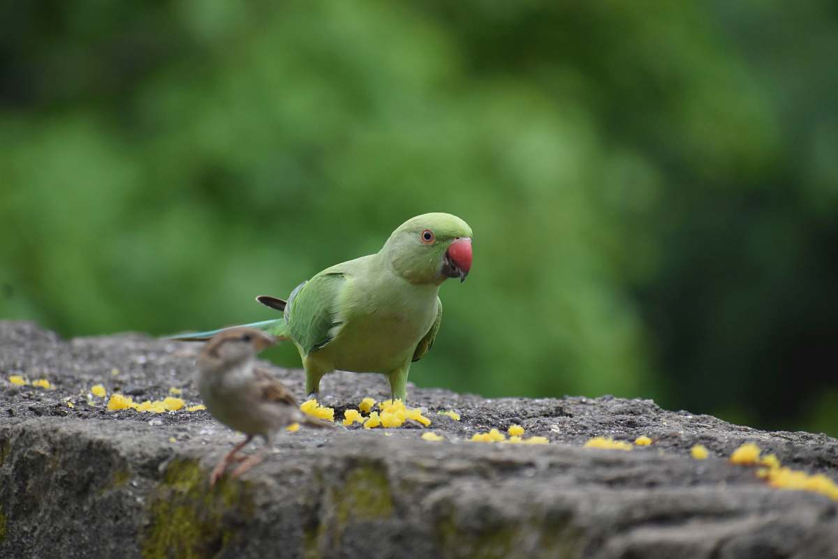 bird selective focus photography of parakeet standing on rock parakeet