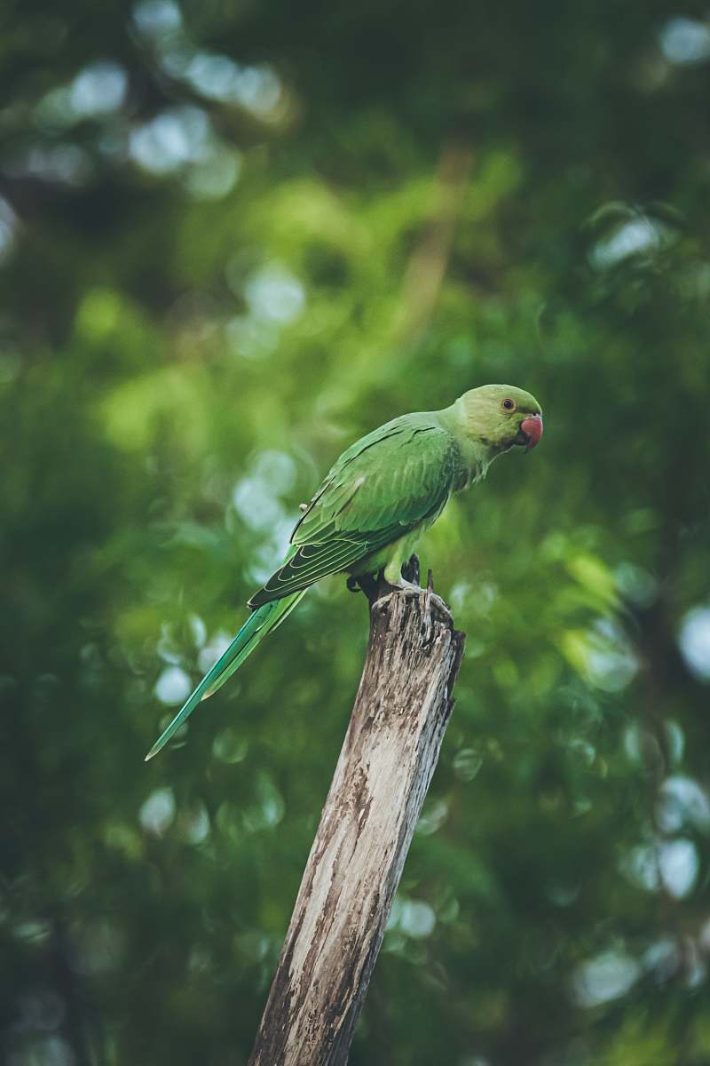 bird selective focus photography of parrot parrot
