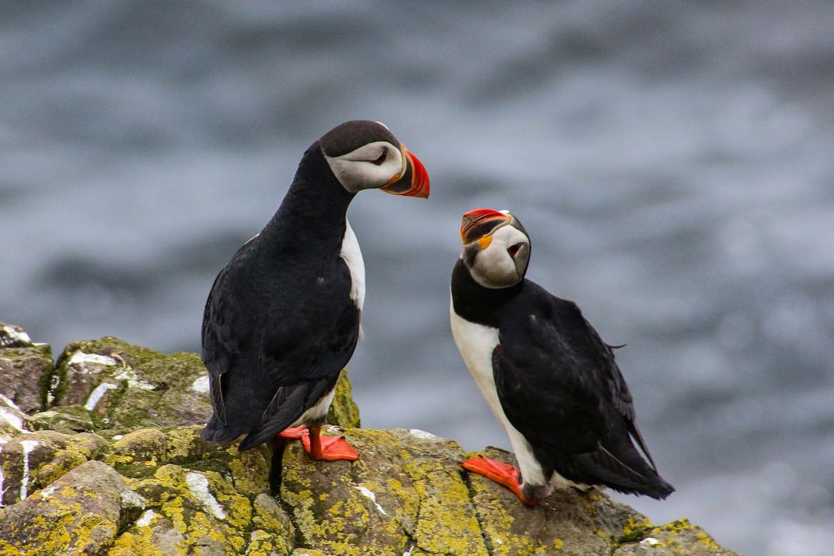 bird selective focus photography of two Atlantic puffins puffin