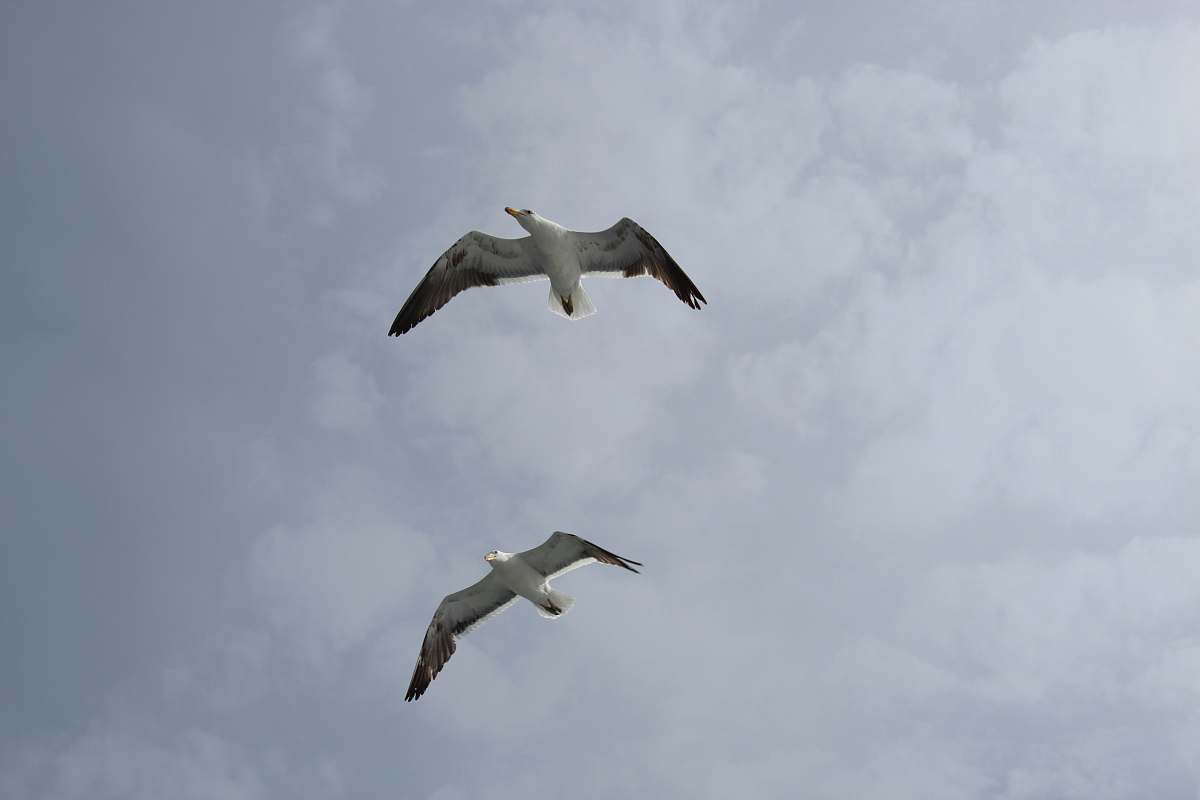 bird selective focus photography of two birds flying on air during daytime flying