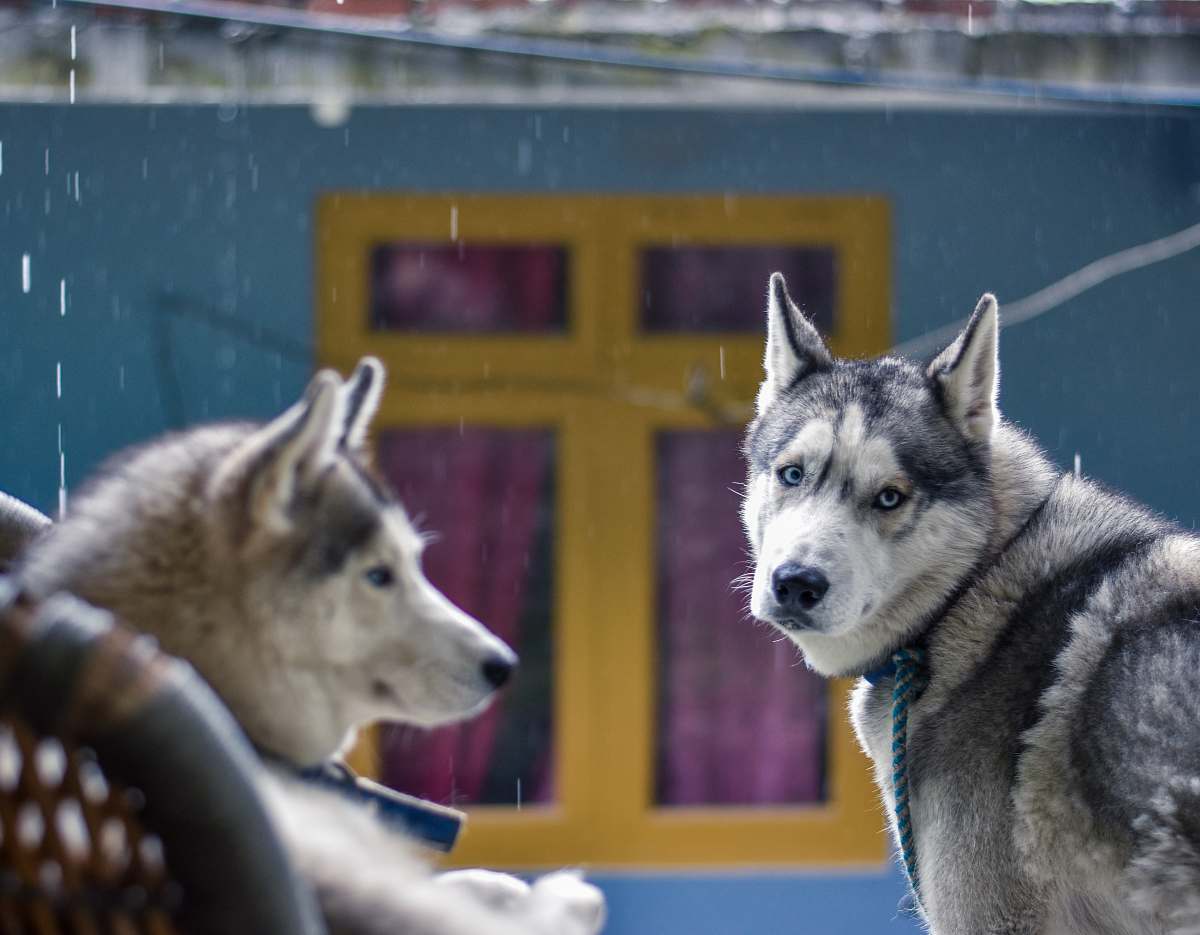 pet selective focus photography of two Siberian husky during daytime canine