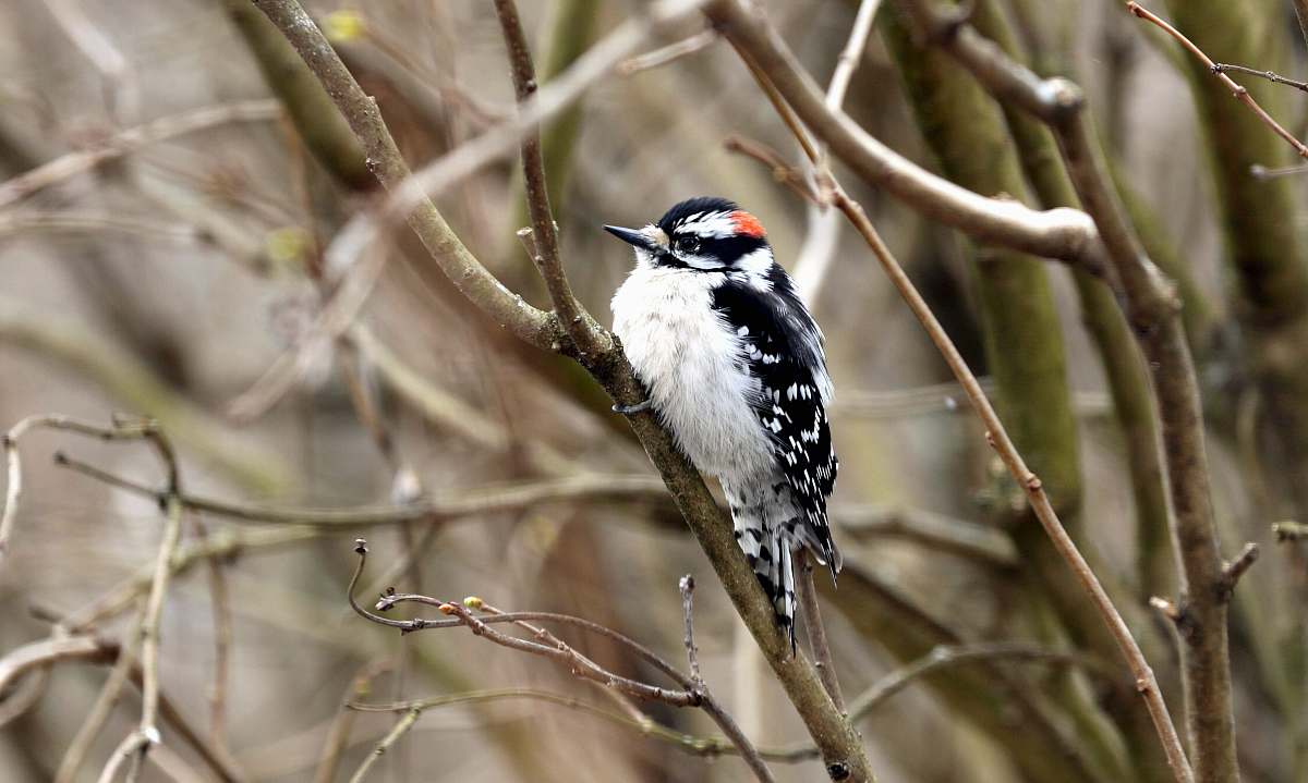 bird selective focus photography of white and black bird perching on twigs ohio
