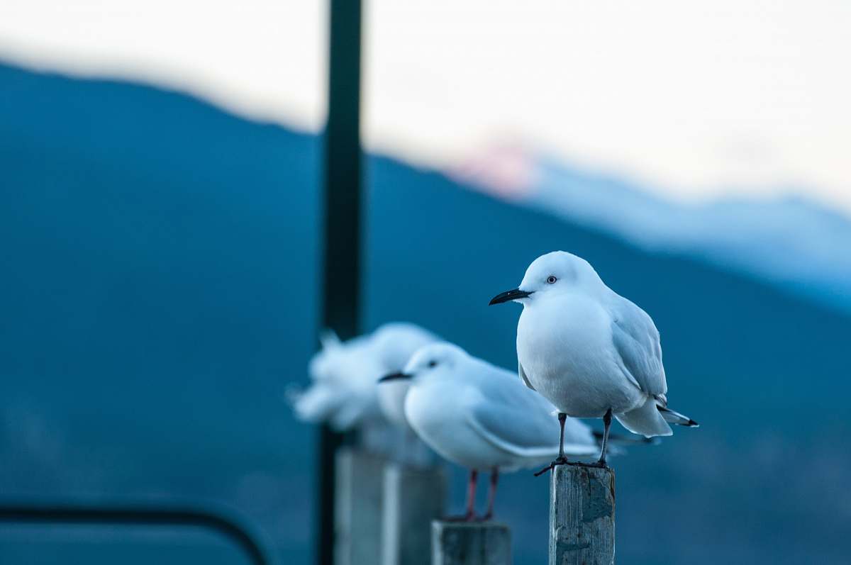 bird selective focus photography of white birds seagull