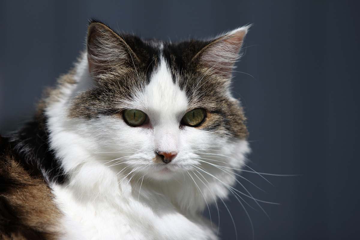 Pet Selective Focus Photography Of White, Tan, And Black Cat Cat Image ...