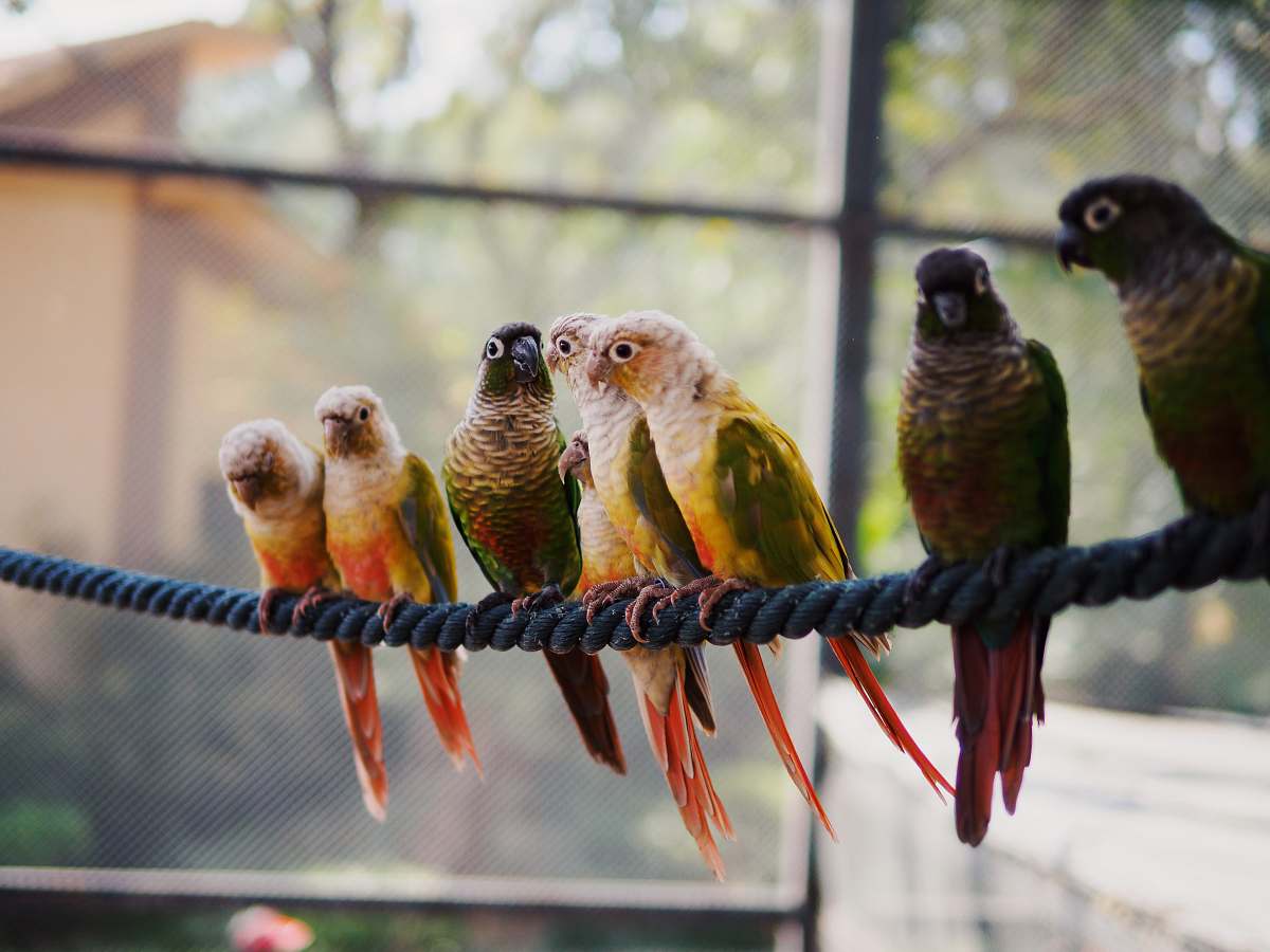 bird seven assorted-color parrots on rope in macro photography parrot