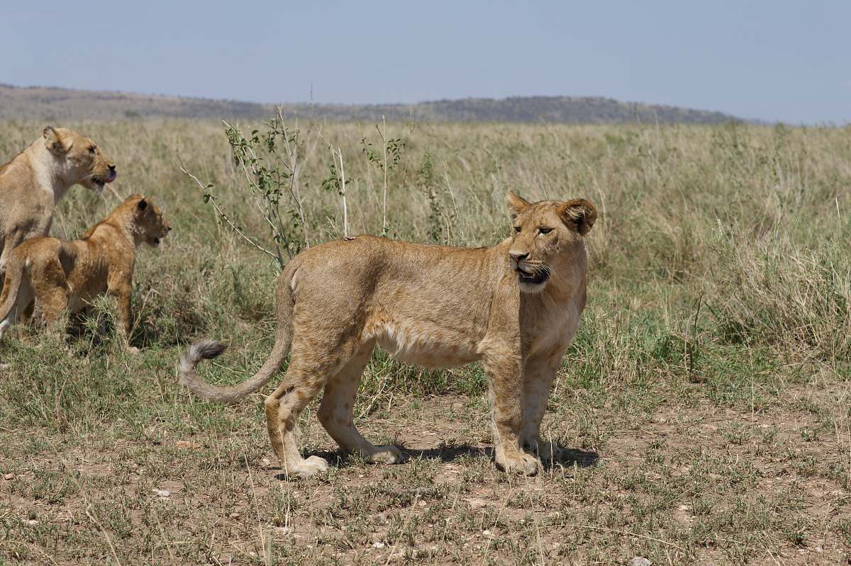 mammal several lioness in wild lion