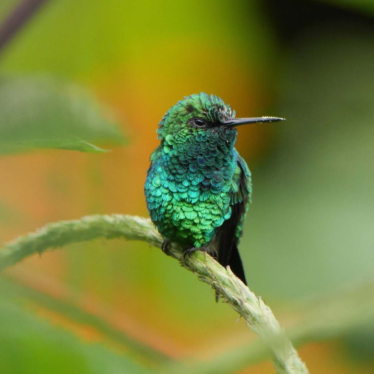 bird shallow focus green bird hummingbird