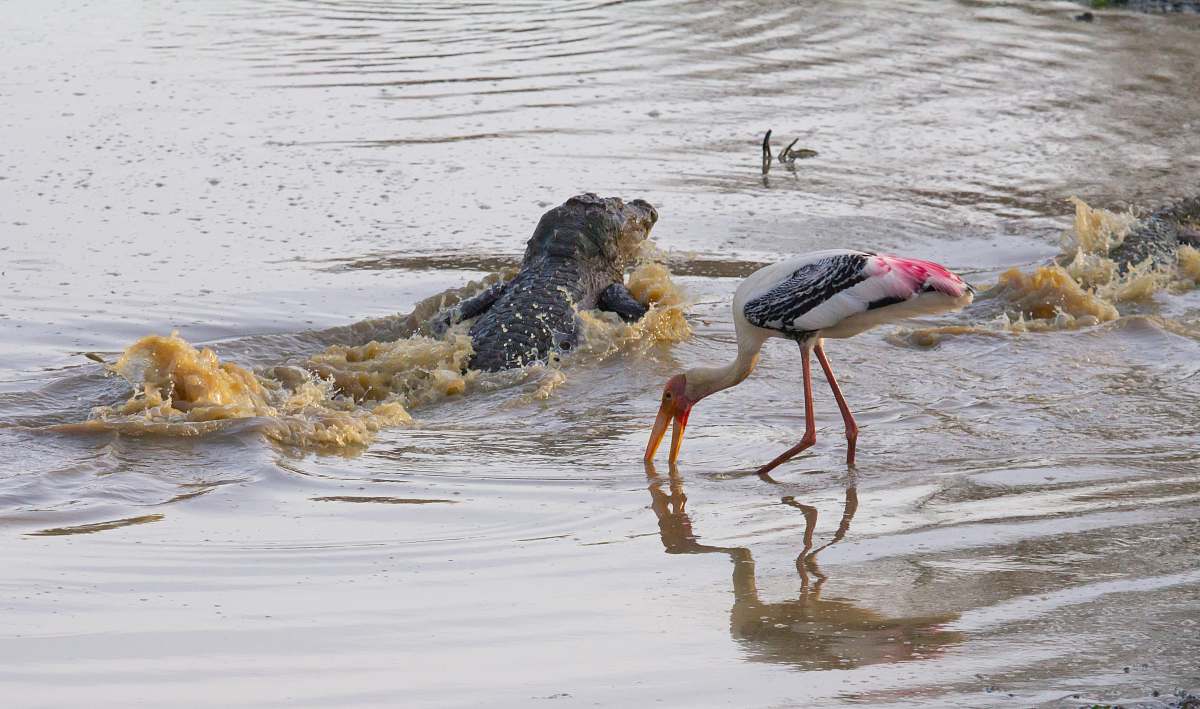 bird shallow focus photo o fblack crocodile in body of water sri lanka