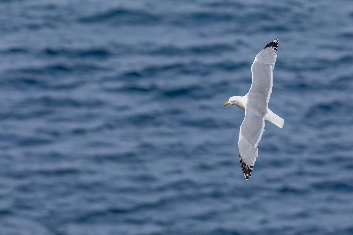 bird shallow focus photo of bird flying above body of water during daytime flying