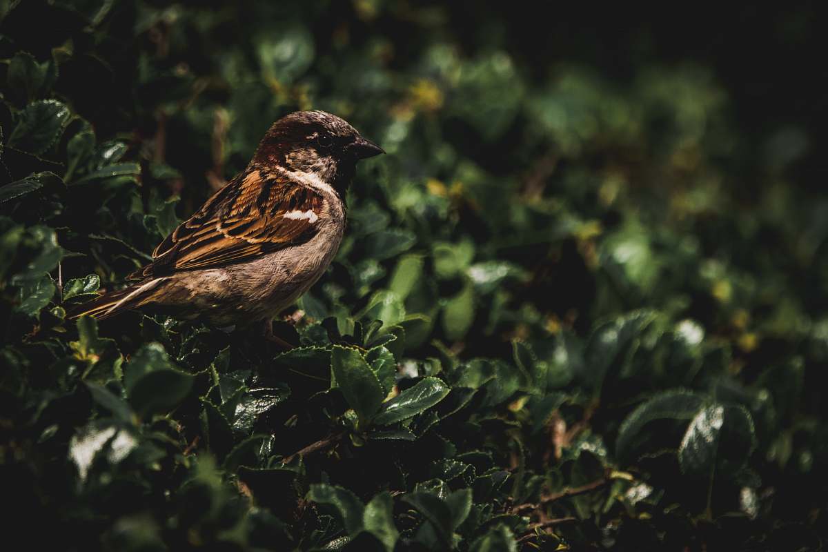 bird shallow focus photo of brown bird sparrow