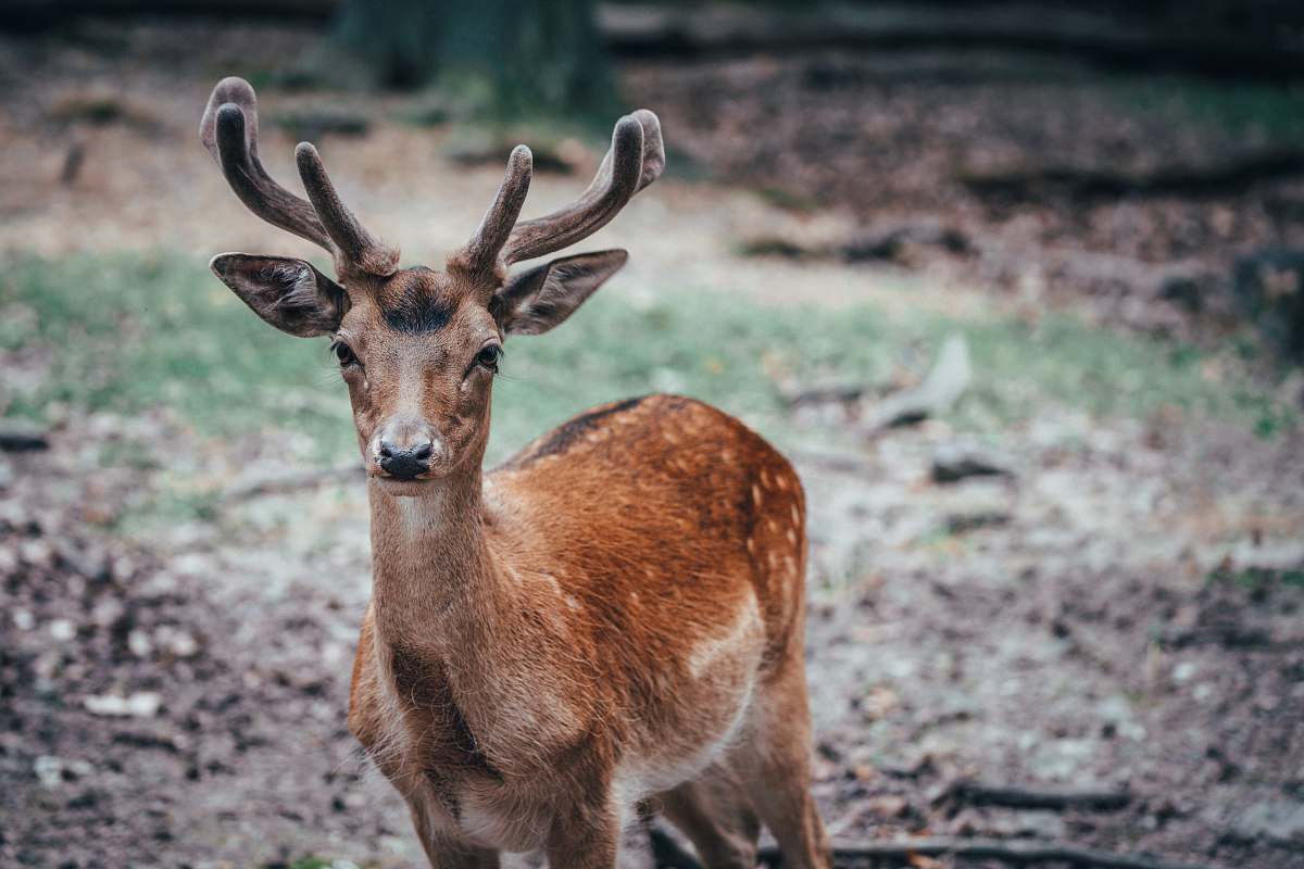 mammal shallow focus photo of brown deer antelope