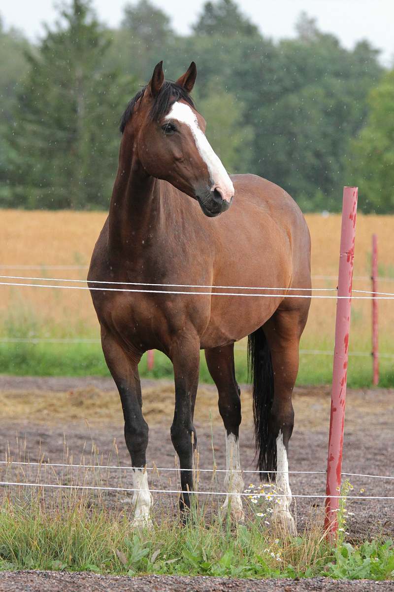 horse shallow focus photo of brown horse mammal