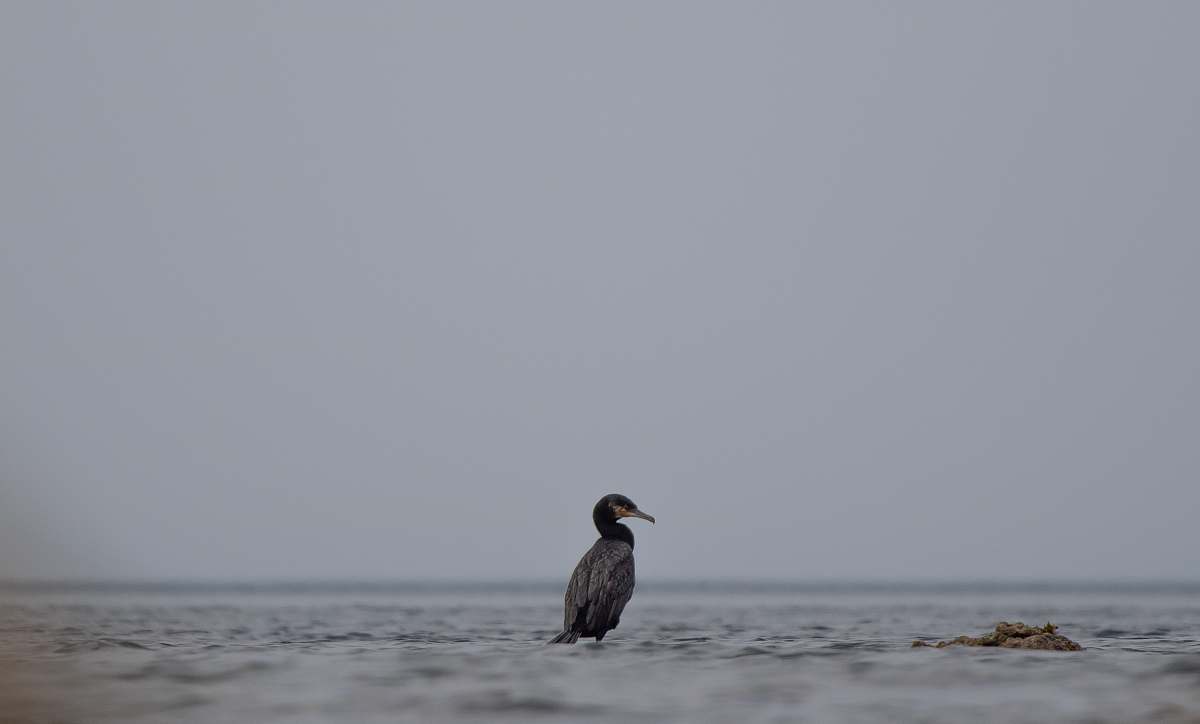 waterfowl shallow focus photo of gray bird cormorant