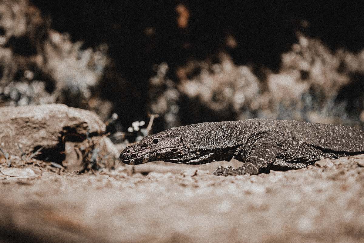 lizard shallow focus photo of gray reptile reptile
