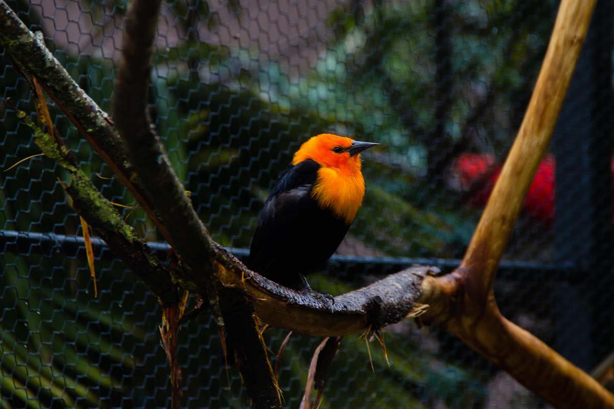 bird shallow focus photo of orange and black bird agelaius