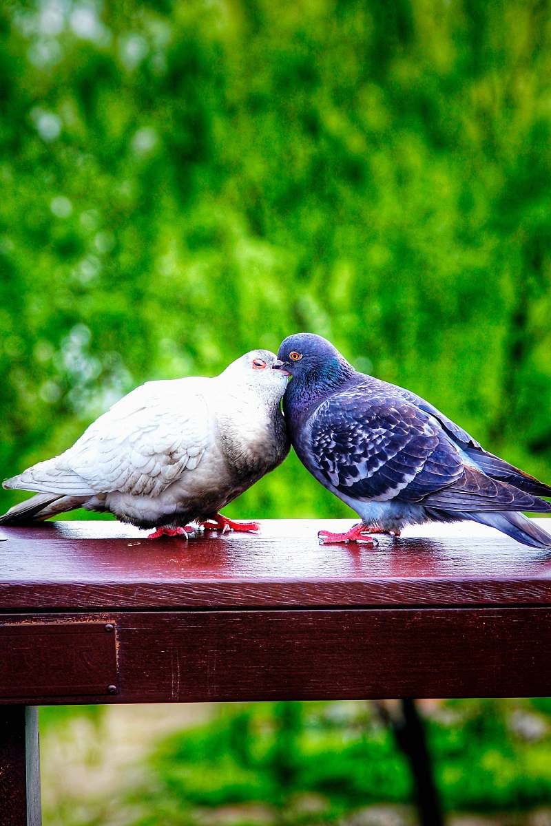 bird shallow focus photo of two blue and white pigeons dove