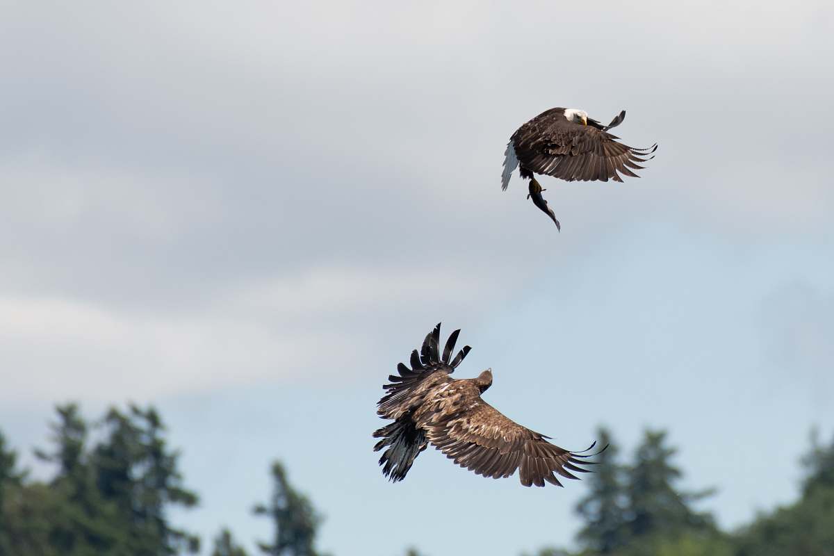 buzzard shallow focus photo of two brown birds flying during daytime hawk