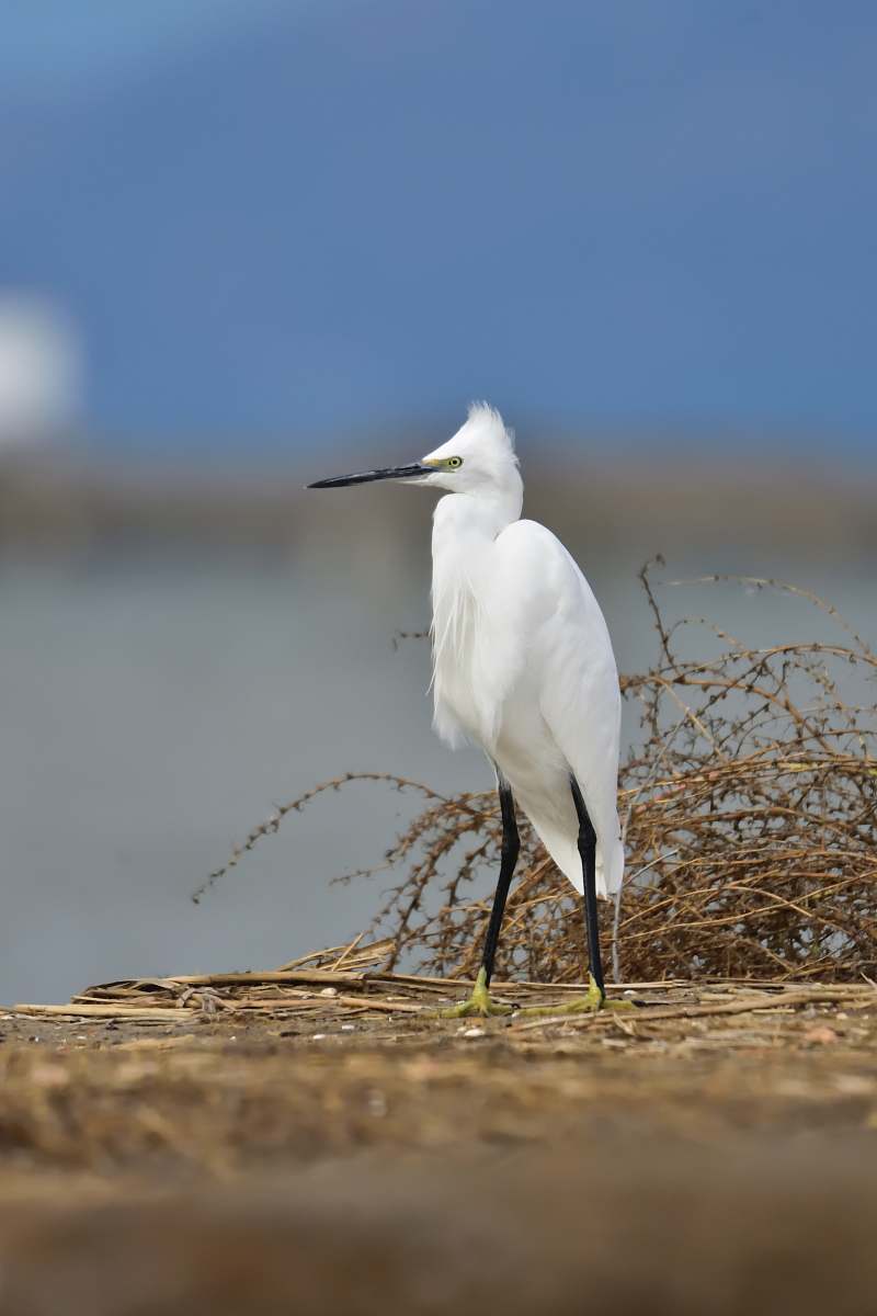 bird shallow focus photo of white bird ardeidae
