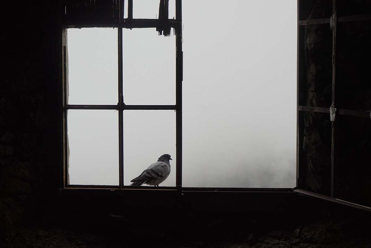 bird shallow focus photo of white bird on window black-and-white