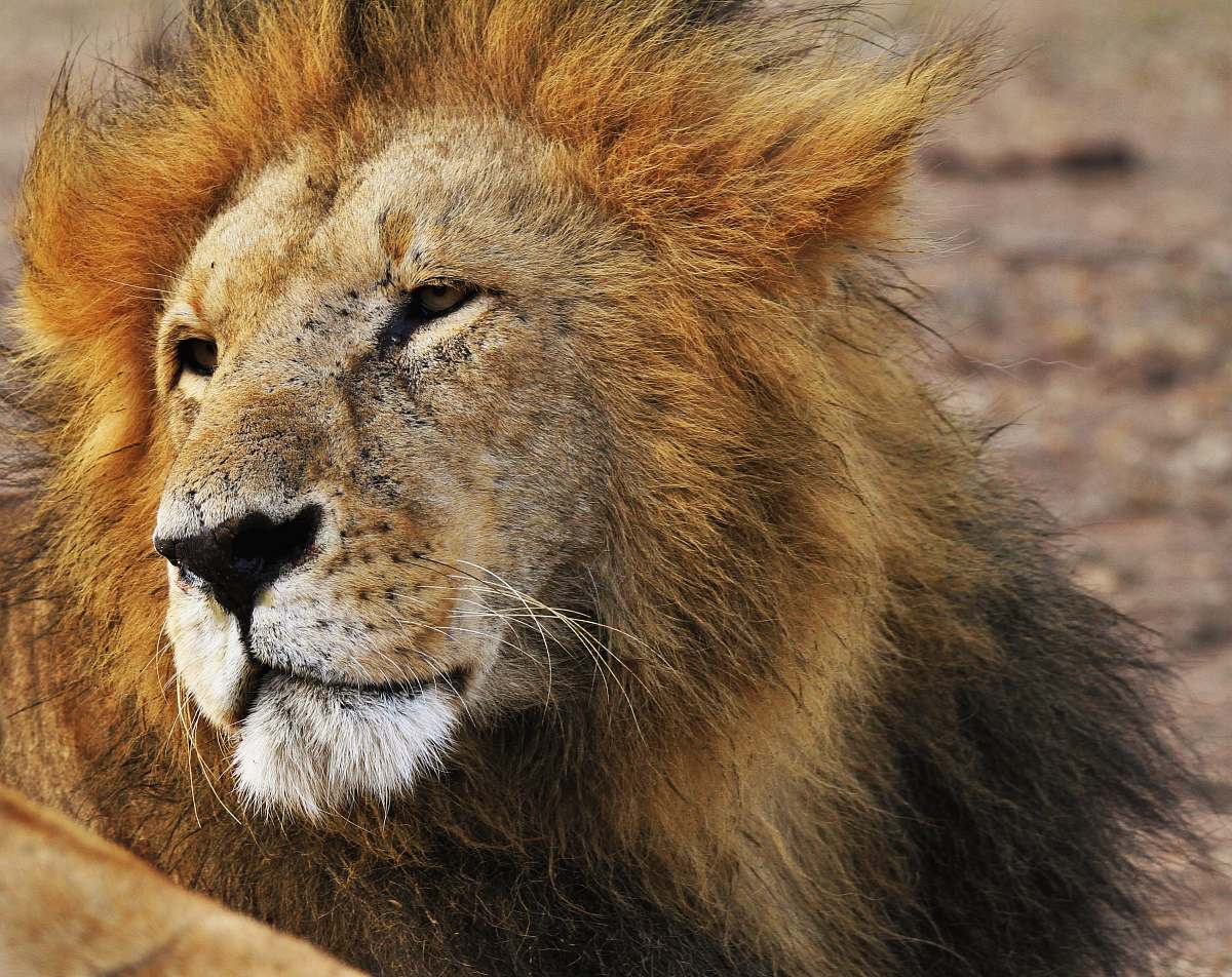 lion shallow focus photograph of Lion at the wildlife wildlife