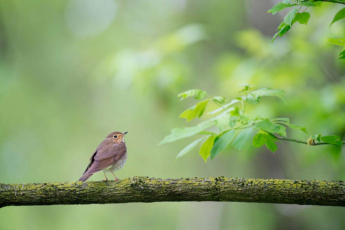 bird shallow focus photography of bird on tree trunk during daytime robin